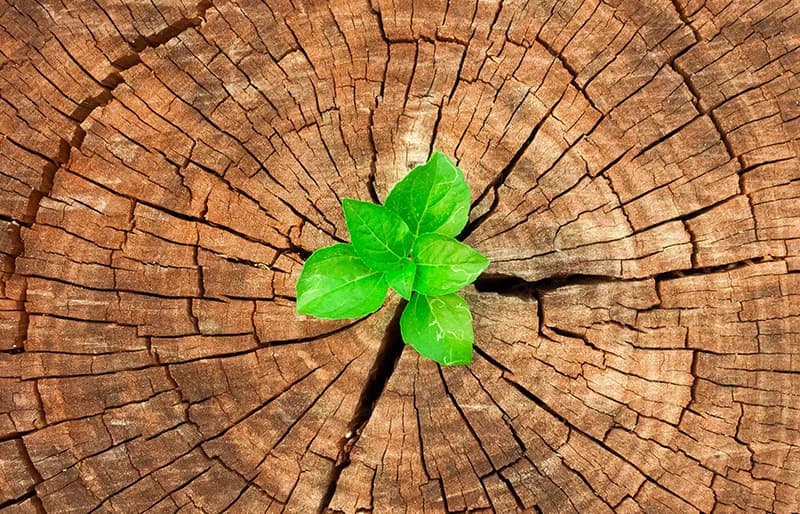 Environmental stewardship